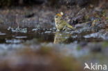 Goldcrest (Regulus regulus)