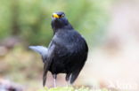 Koolmees (Parus major)