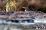 Merel (Turdus merula)