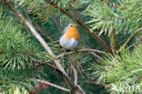 European Robin (Erithacus rubecula)