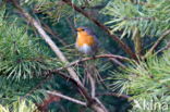 European Robin (Erithacus rubecula)