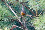 Roodborst