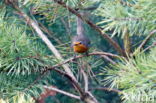 European Robin (Erithacus rubecula)