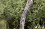 Chiffchaff (Phylloscopus collybita)