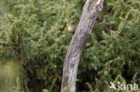 Chiffchaff (Phylloscopus collybita)