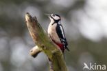 Grote Bonte Specht (Dendrocopos major)