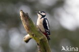 Grote Bonte Specht (Dendrocopos major)