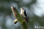 Grote Bonte Specht (Dendrocopos major)