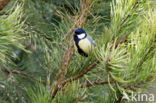 Koolmees (Parus major)