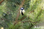 Koolmees (Parus major)