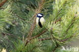 Great Tit (Parus major)