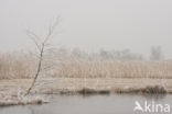 Nieuwkoopse Plassen