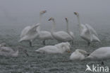 Whooper Swan (Cygnus cygnus)