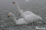 Whooper Swan (Cygnus cygnus)