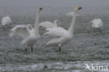 Wilde Zwaan (Cygnus cygnus)