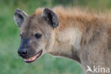 Gevlekte hyena (Crocuta crocuta)