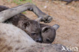 Gevlekte hyena (Crocuta crocuta)