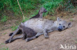 Spotted hyena (Crocuta crocuta)