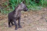 Gevlekte hyena (Crocuta crocuta)