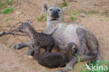 Spotted hyena (Crocuta crocuta)