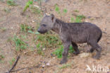 Spotted hyena (Crocuta crocuta)