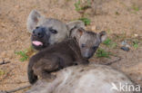 Gevlekte hyena (Crocuta crocuta)