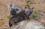 Gevlekte hyena (Crocuta crocuta)