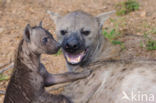 Gevlekte hyena (Crocuta crocuta)