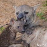 Gevlekte hyena (Crocuta crocuta)