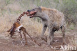 Gevlekte hyena (Crocuta crocuta)