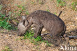 Spotted hyena (Crocuta crocuta)