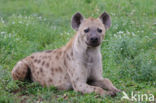 Gevlekte hyena (Crocuta crocuta)