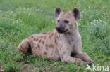 Spotted hyena (Crocuta crocuta)