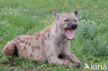 Spotted hyena (Crocuta crocuta)