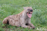 Spotted hyena (Crocuta crocuta)