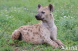 Spotted hyena (Crocuta crocuta)