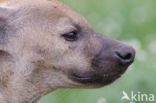 Gevlekte hyena (Crocuta crocuta)