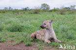 Gevlekte hyena (Crocuta crocuta)