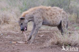 Gevlekte hyena (Crocuta crocuta)