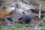 Gevlekte hyena (Crocuta crocuta)