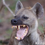 Gevlekte hyena (Crocuta crocuta)