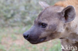 Gevlekte hyena (Crocuta crocuta)