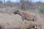 Gevlekte hyena (Crocuta crocuta)