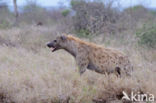 Spotted hyena (Crocuta crocuta)