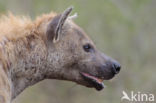 Gevlekte hyena (Crocuta crocuta)