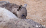 Gevlekte hyena (Crocuta crocuta)