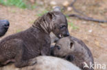 Gevlekte hyena (Crocuta crocuta)