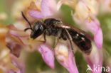 Lasioglossum minutissimum