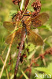 Brown Hawker (Aeshna grandis)