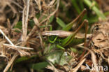 Roesel s Bush-cricket (Metrioptera roeselii)
